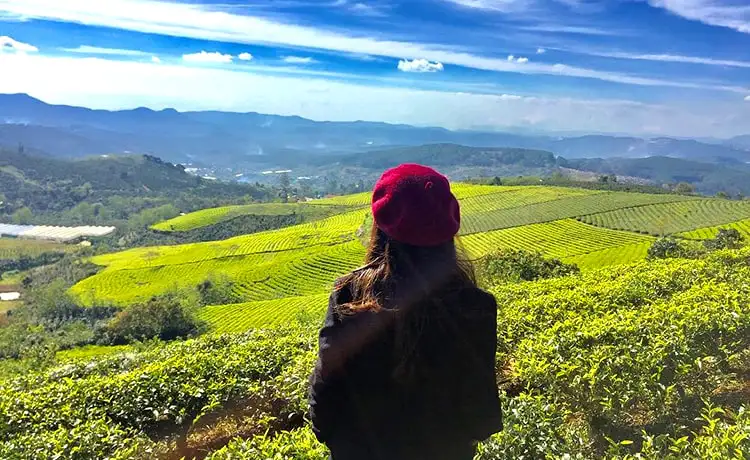 đồi chè cầu đất farm đà lạt