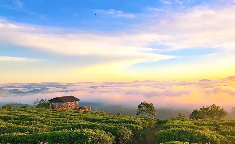 săn mây đồi chè cầu đất farm đà lạt