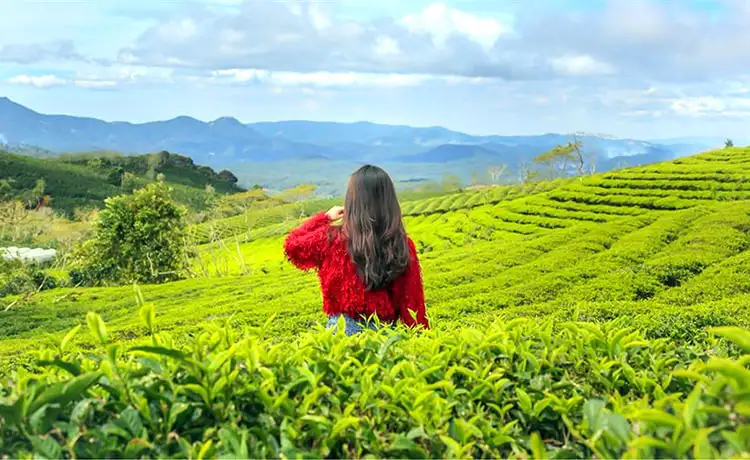 đồi chè cầu đất farm đà lạt