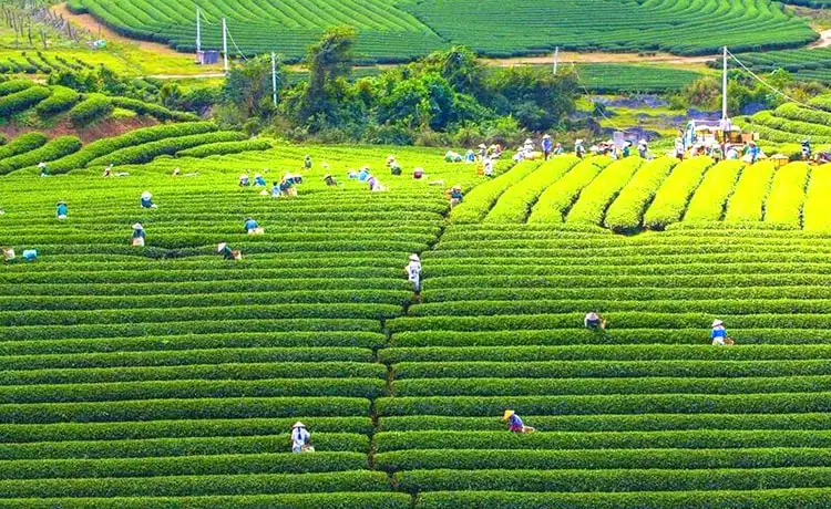 Đồi chè Mộc Châu