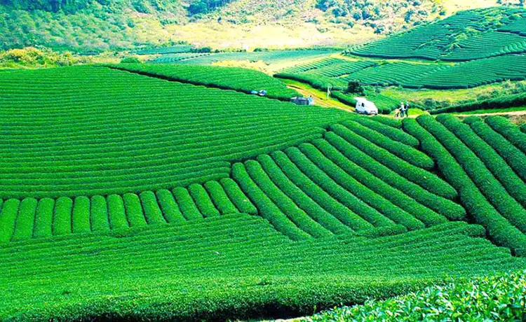 Đồi chè Ô long Mộc Sương