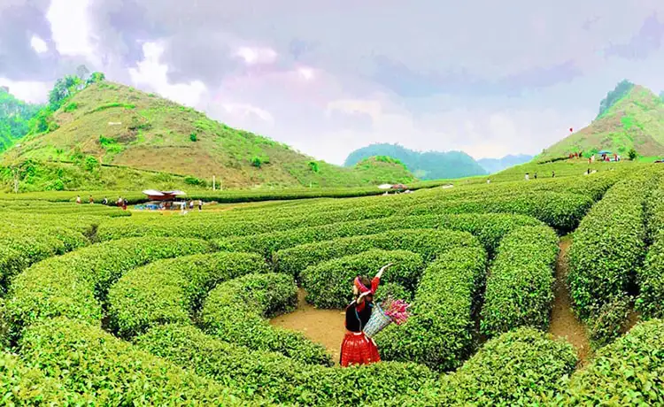 Đồi chè trái tim đài loan tại Mộc Châu