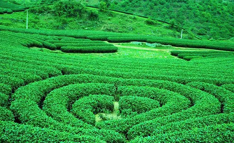 Đồi chè trái tim Tân Lập 3