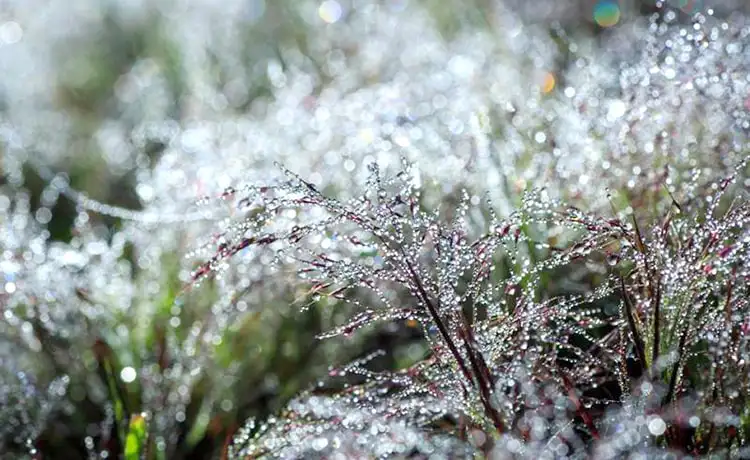 đồi cỏ tuyết đà lạt