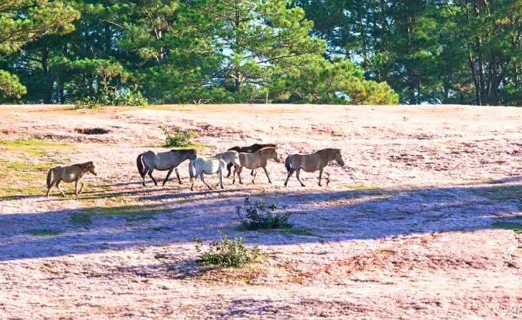 đồi cỏ hồng đà lạt