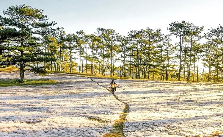đồi cỏ hồng đà lạt