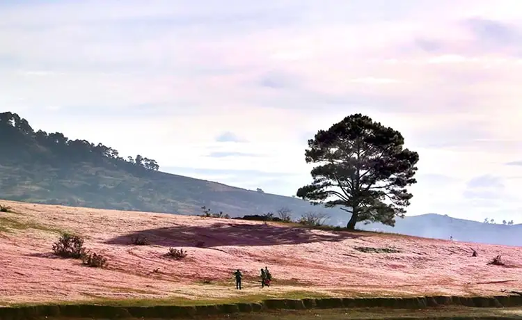 cây thông cô đơn đồi cỏ hồng đà lạt