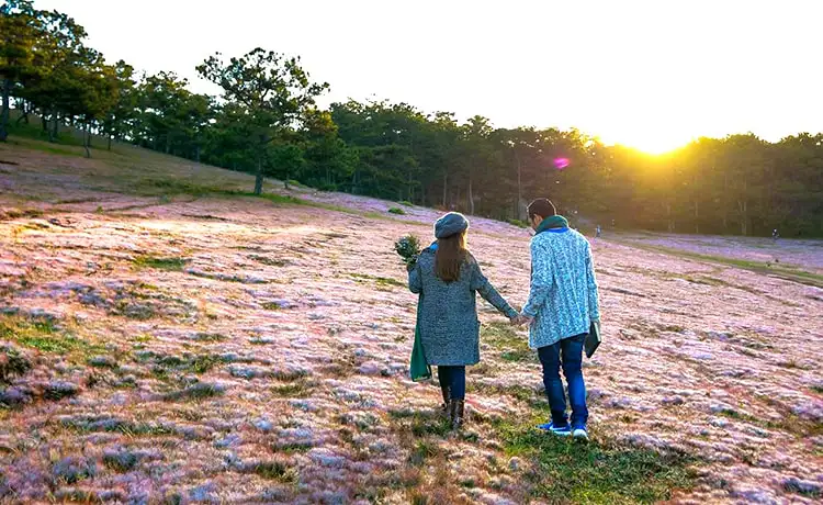 đồi cỏ hồng đà lạt