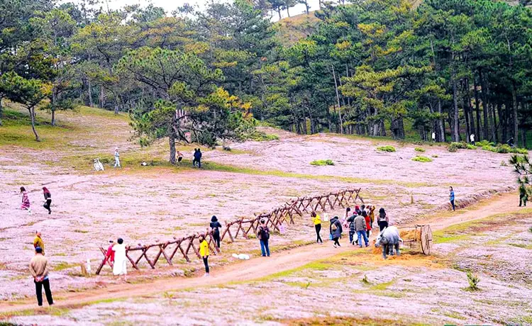đồi cỏ hồng đà lạt