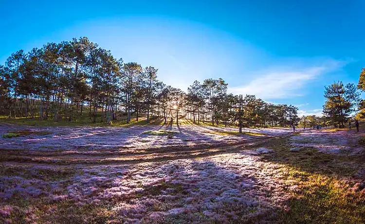 đồi cỏ hồng đà lạt