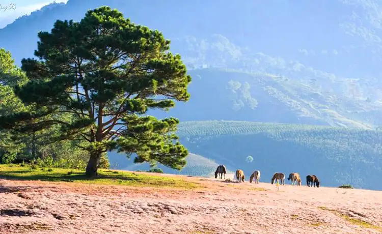 cây thông cô đơn đồi cỏ hồng đà lạt