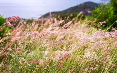 Đồi cỏ lau - Du lịch Bình Ba