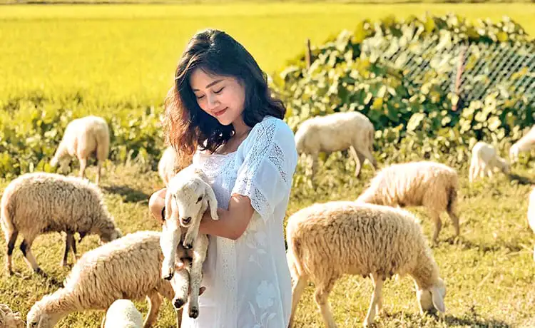 đồng cừu suối tiên nha trang