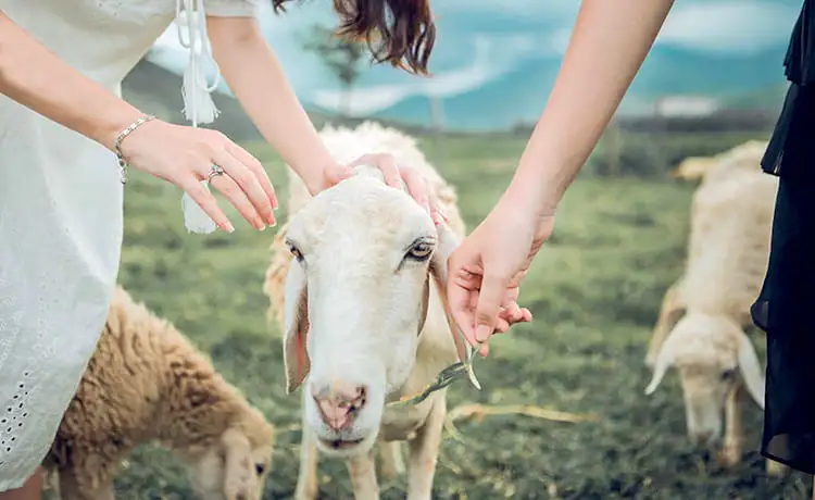 đồng cừu suối tiên nha trang