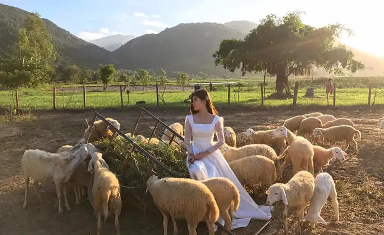 đồng cừu suối tiên nha trang