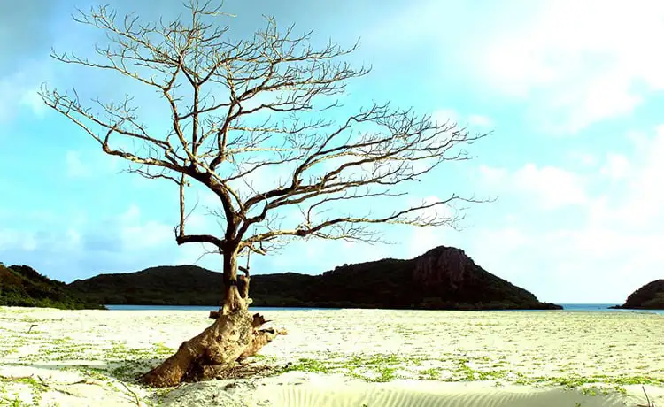 du lịch vũng tàu côn đảo