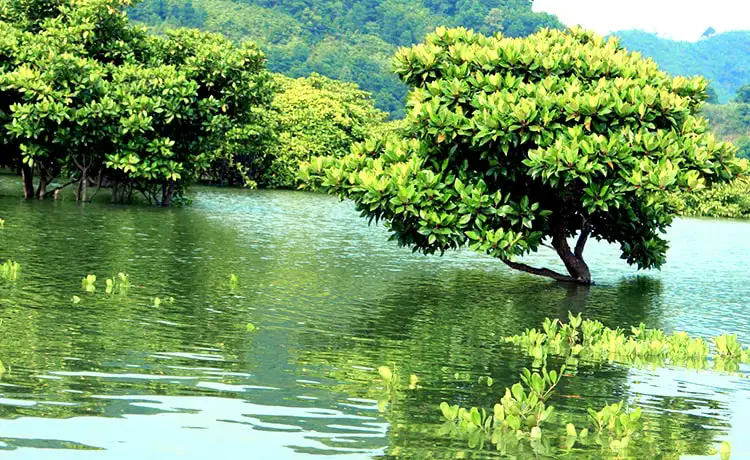 du lịch vũng tàu vườn quốc gia côn đảo