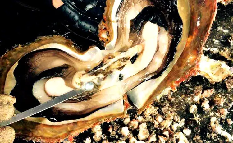 tour côn đảo 3 ngày 2 đêm trên bộ tour côn đảo 3 ngày 2 đêm trên bộ