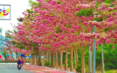 Đường hoa kèn hồng Sóc Trăng – Điểm đến Sóc Trăng
