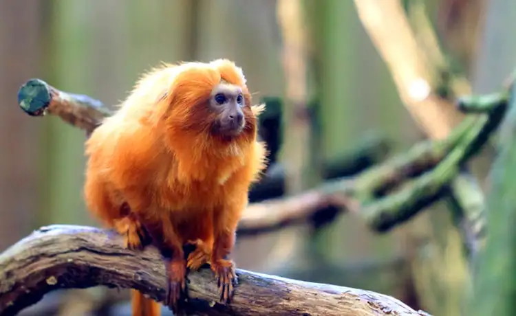 đặt vé Safari Phú Quốc