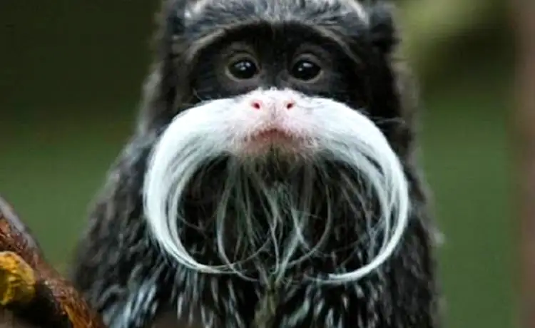 đặt vé Safari Phú Quốc