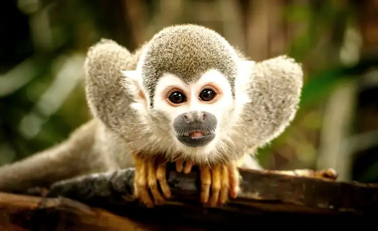 đặt vé Safari Phú Quốc