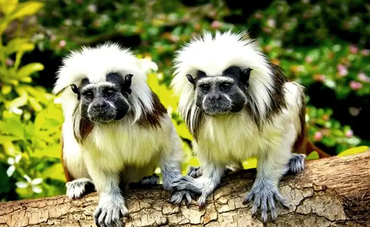 đặt vé Safari Phú Quốc