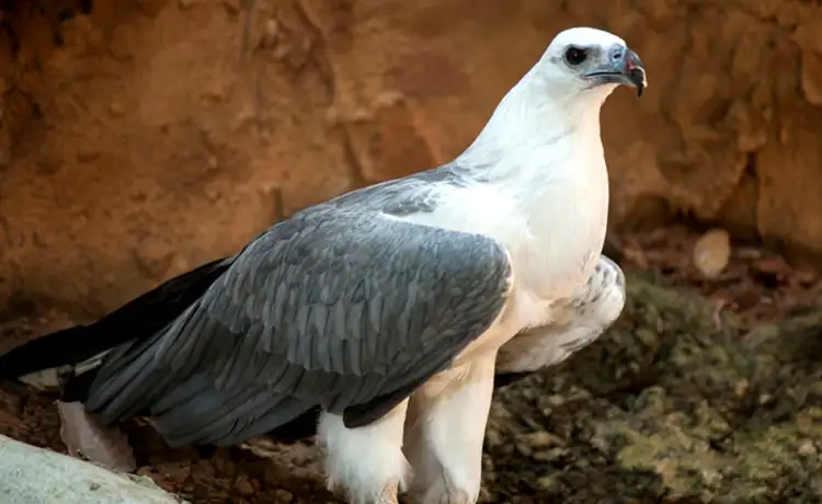 đặt vé Safari Phú Quốc