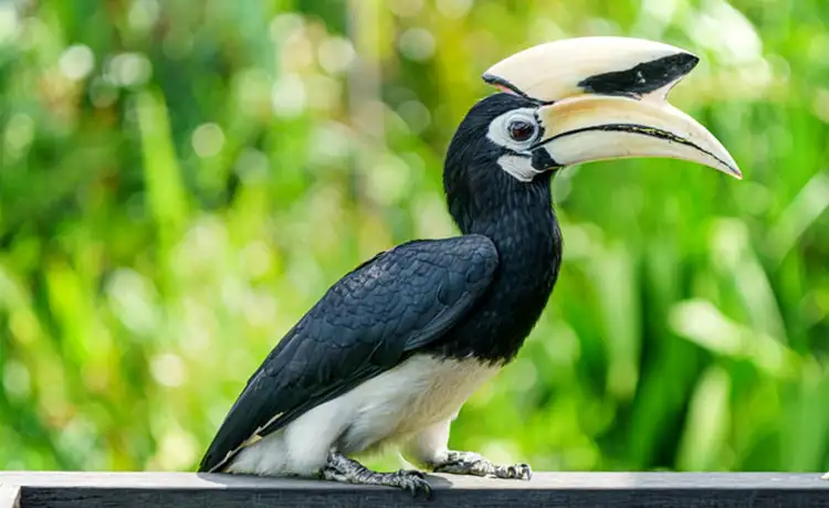 đặt vé Safari Phú Quốc