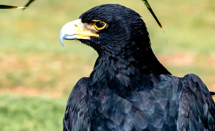 đặt vé Safari Phú Quốc