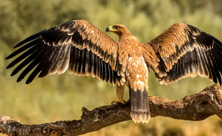 đặt vé Safari Phú Quốc