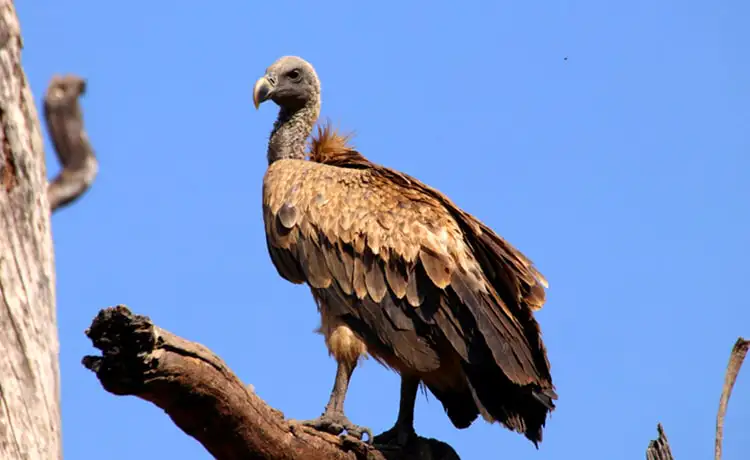 đặt vé Safari Phú Quốc