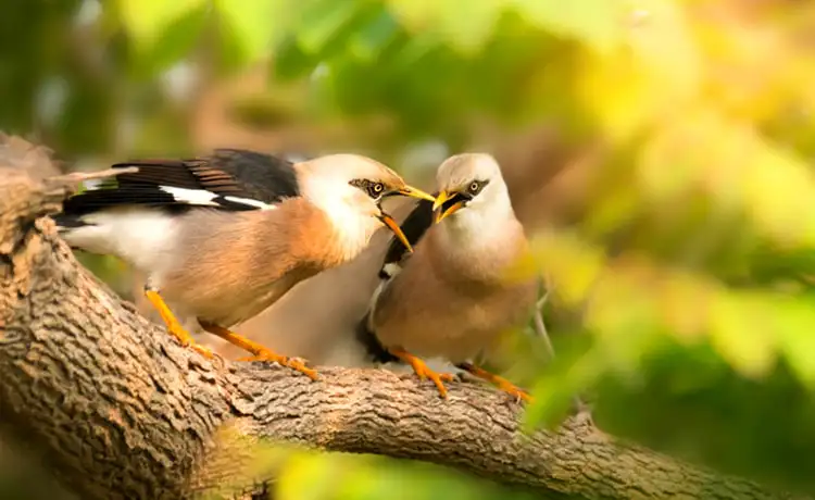 đặt vé Safari Phú Quốc