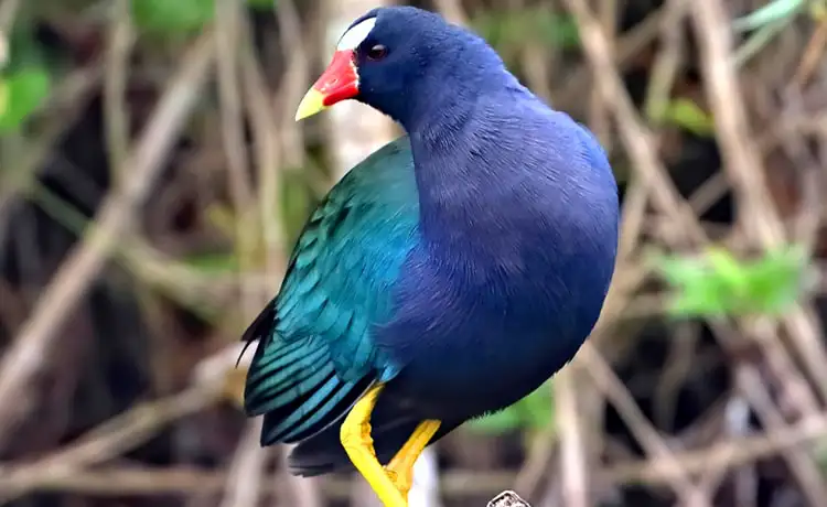 đặt vé Safari Phú Quốc