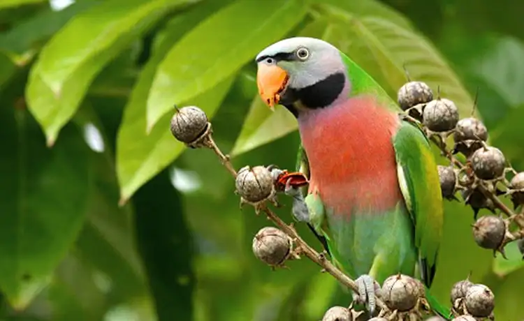 đặt vé Safari Phú Quốc