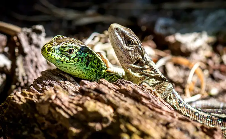 đặt vé Safari Phú Quốc