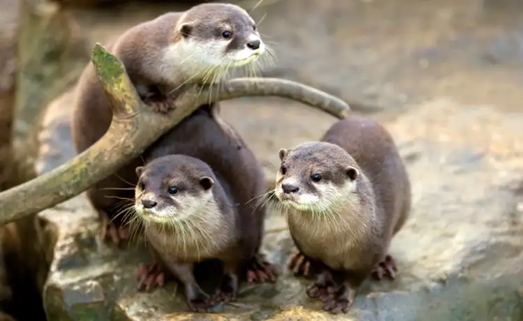 đặt vé Safari Phú Quốc