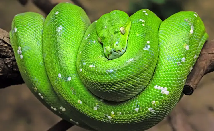 đặt vé Safari Phú Quốc