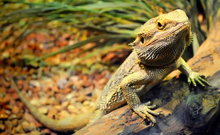 đặt vé Safari Phú Quốc