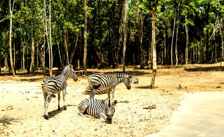 đặt vé Safari Phú Quốc