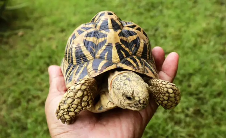 đặt vé Safari Phú Quốc