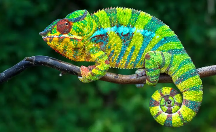 đặt vé Safari Phú Quốc