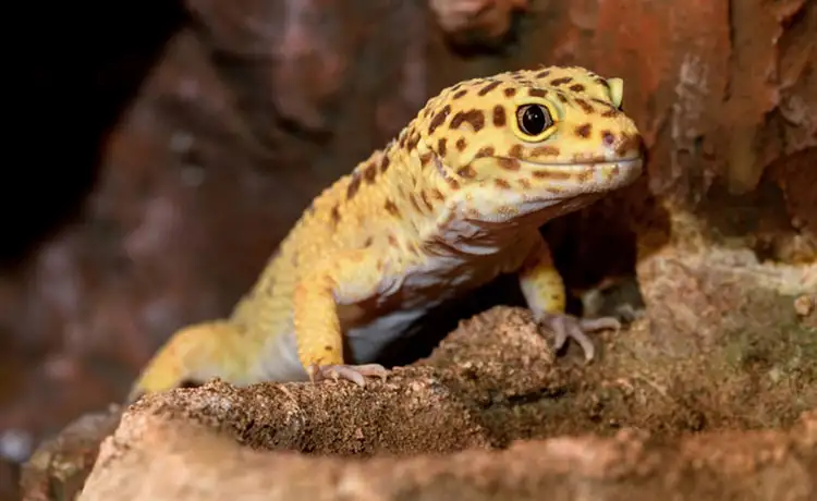 đặt vé Safari Phú Quốc