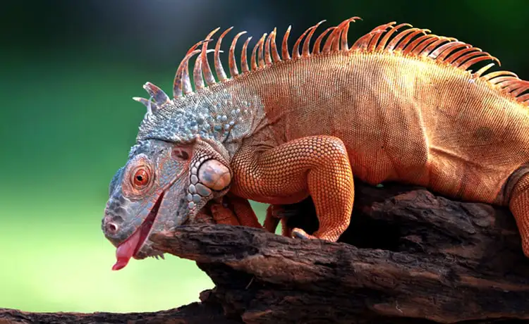 đặt vé Safari Phú Quốc