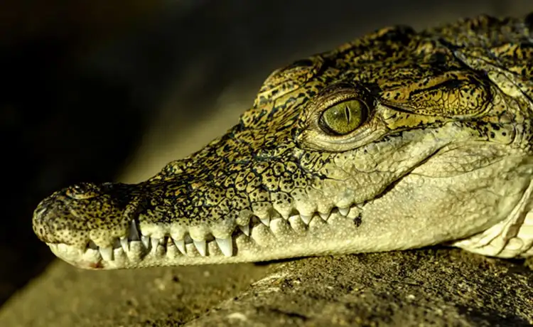 đặt vé Safari Phú Quốc