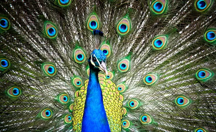 đặt vé Safari Phú Quốc