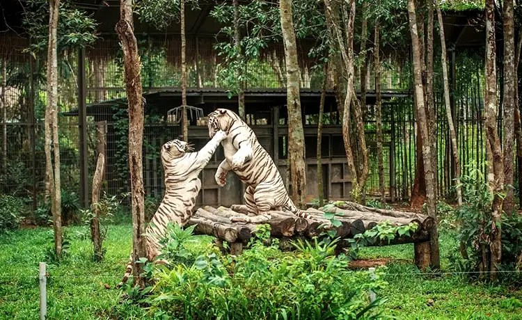 đặt vé Safari Phú Quốc