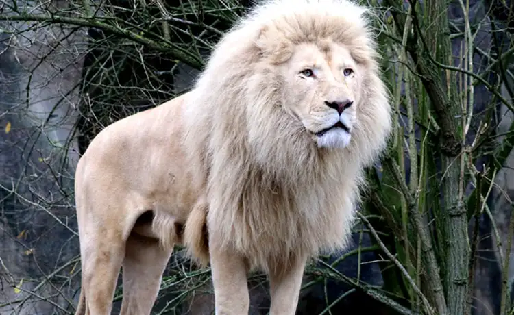 đặt vé Safari Phú Quốc