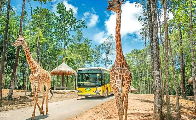 đặt vé Safari Phú Quốc