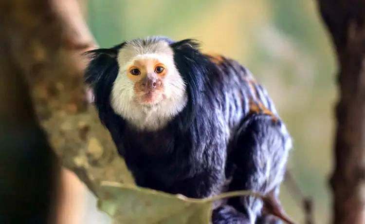 đặt vé Safari Phú Quốc